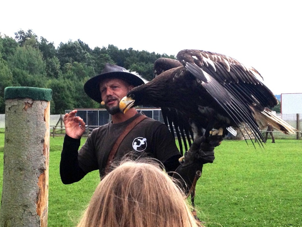 Der Falkner erklärt seine Arbeit. Er hat einen Adler auf seinem Arm.