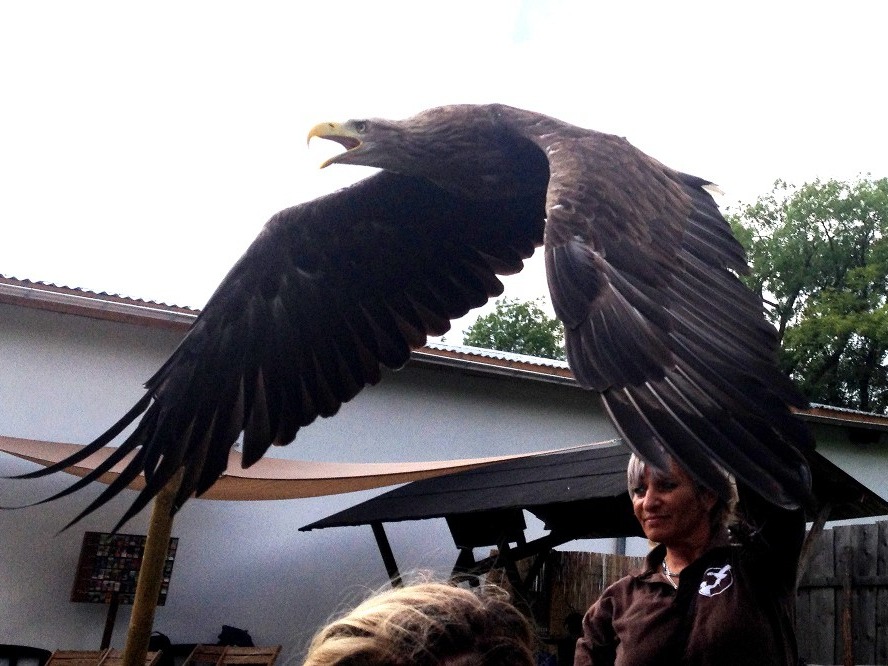 Adler startet seinen Flug und schwingt mit den Flügeln