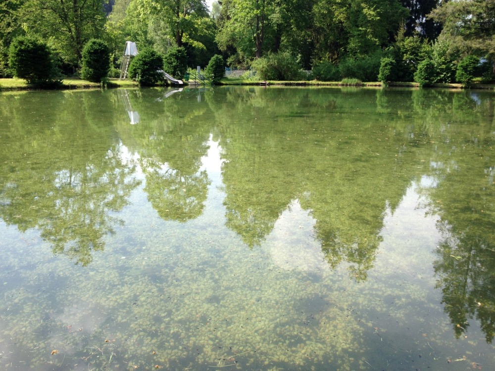 Unterer Teich mit klarem Wasser und Kaulquappen