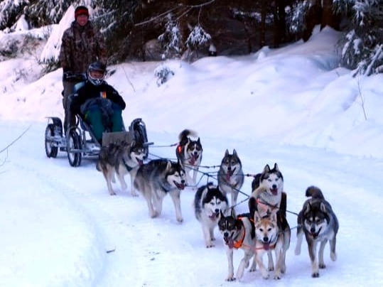 9 Hunde ziehen einen Wagen mit 2 Personen im Schnee
