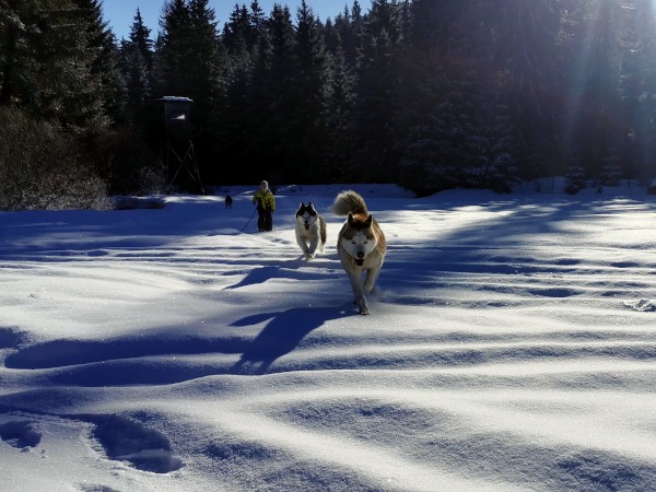 Schnee vor Wald mit Huskys und Kind