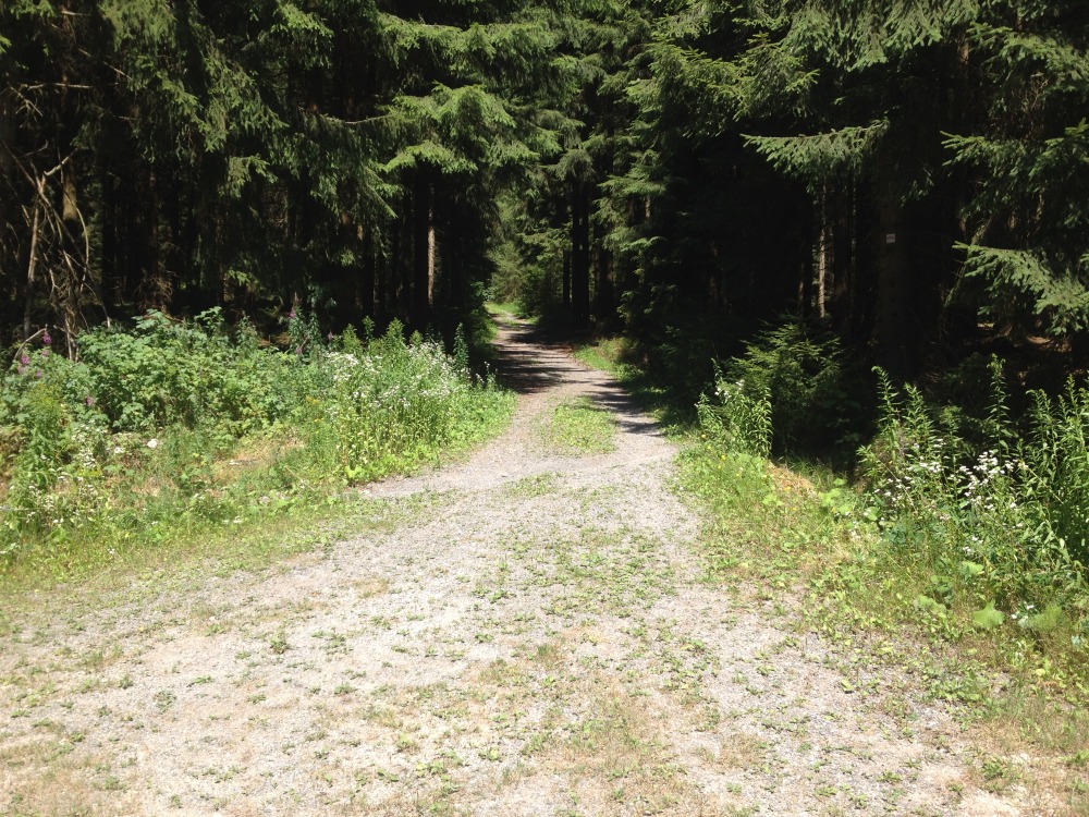 Weg durch Wald