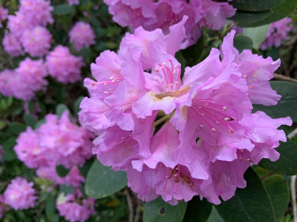 Lila Rhododendron Blüte