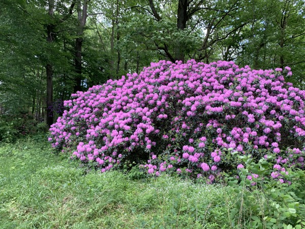 Großer lila Rhododendron Busch im Wald