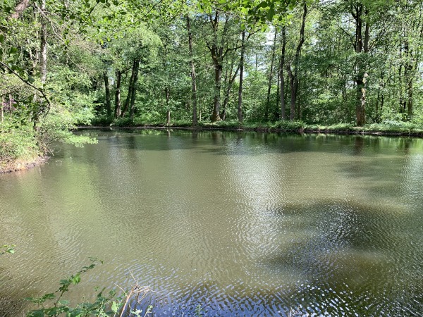 Teich vor Wald