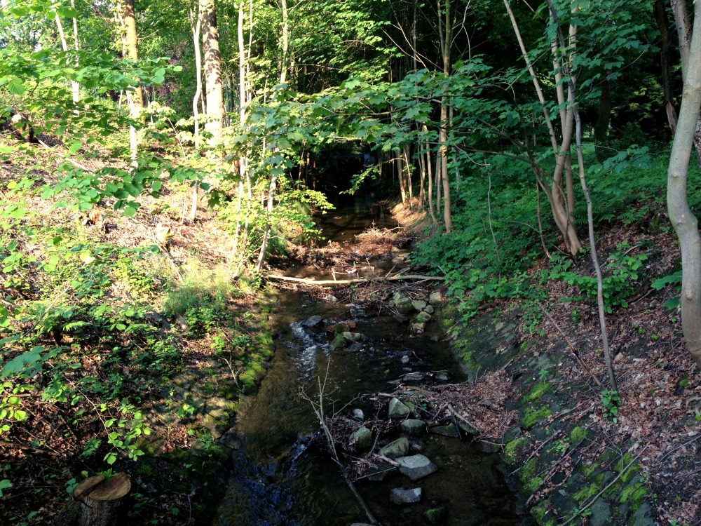 Bach mit Steinen im Flussbett durch Wald.