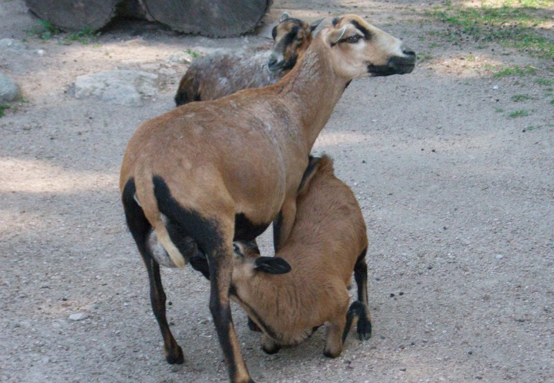 Kamerunschaf mit Lamm, Mama und Baby-Ziege