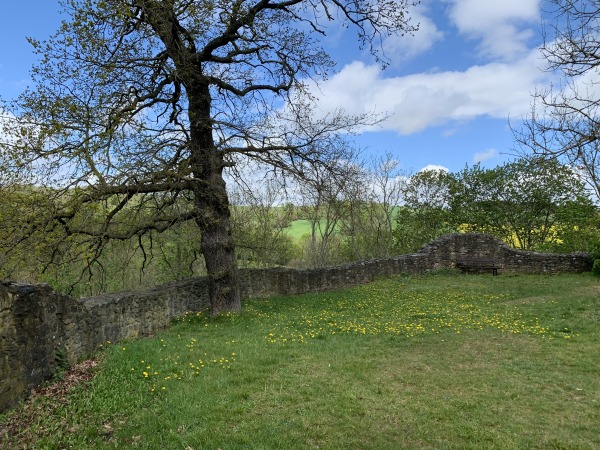 Baum auf Wiese mit Lwenzahn, umschlossen von einer niedrigen Steinmauer