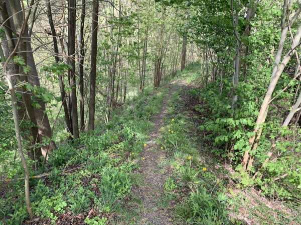 Schmaler Waldweg im Wald