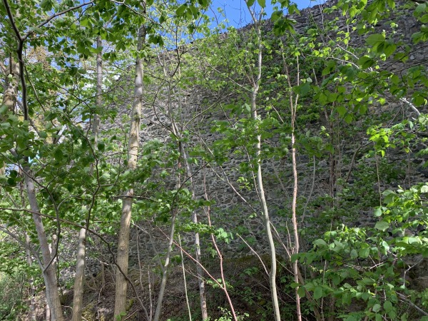 Hinter dünnen Bäumchen: sehr hohe Steinmauer