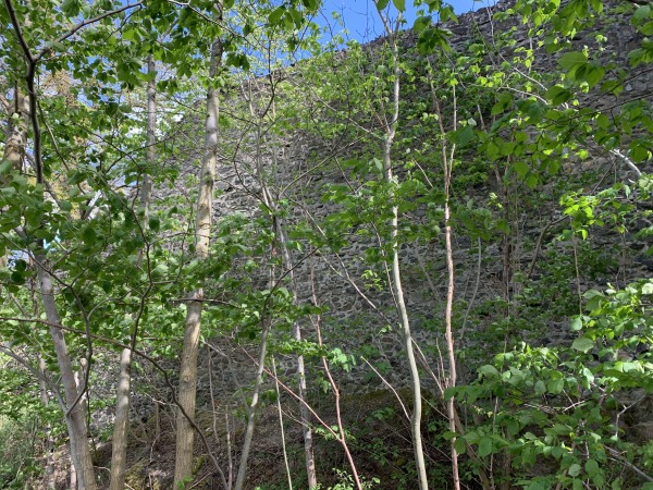 Hinter dnnen Bumchen: sehr hohe Steinmauer