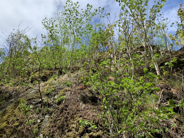 Mauer auf Felsen. Mittlerweile sehr stark bewachsen.