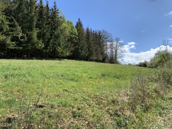 Waldrand, Wiese, Blauer Himmel