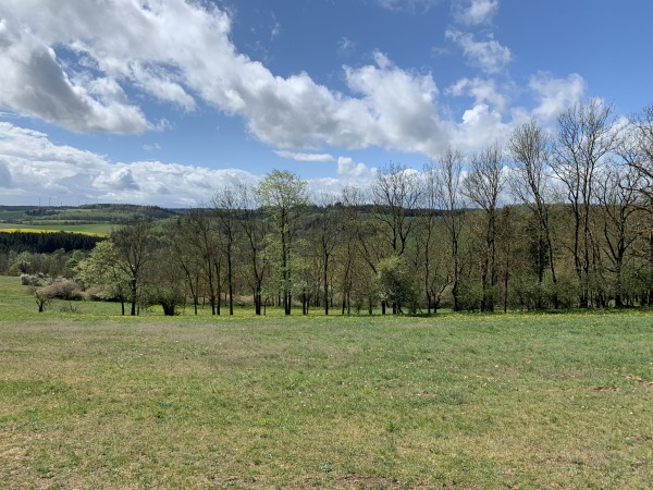 Auf der Wiese eine Reihe von Bumen, die wohl einen Weg umsumen. Bume bedecken Landschaft im Hintergrund. Leicht bewlkter Himmel.