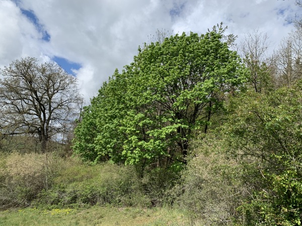 Ahorn-Baum zwischen Gestrpp und anderen Bumen bei hellem Wetter mit bewlktem Himmel