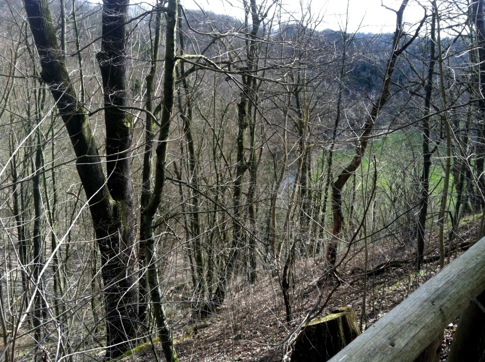 Die Burg steht mitten im Wald.