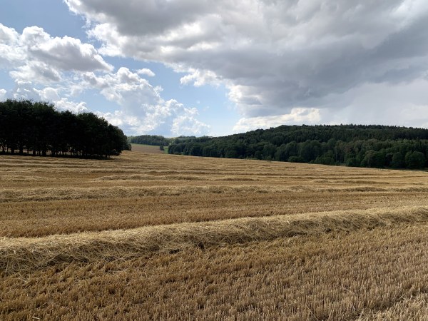 Blauer Wolkenhimmel, abgeerntetes Feld. Am Horizont Bume.