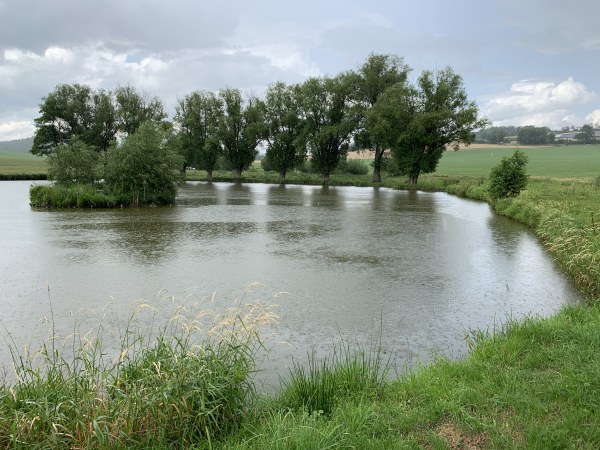 Mit Bumen umsumter Teich in Wiese unter blauem Himmel. Links eine kleine bewachsene Insel.