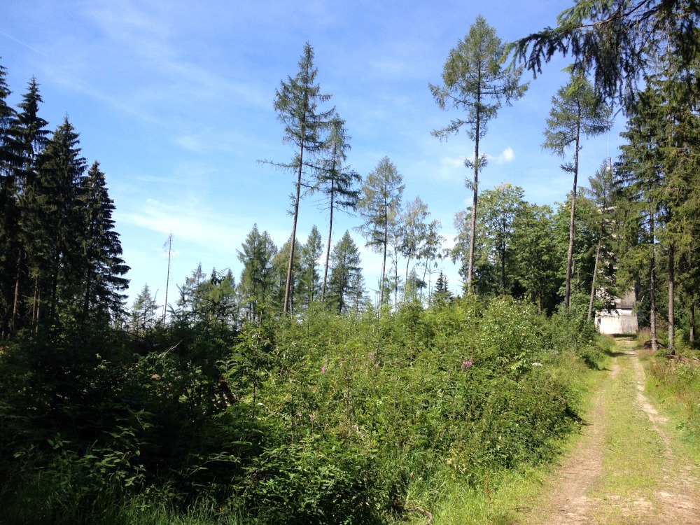 Zugewachsene Lichtung mit einzelnen Bumen vorm blauen Himmel. Rechts verluft der Weg zum Turm.