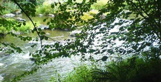 Geheimnisvolle Sicht durch die Bltter auf den Bach.