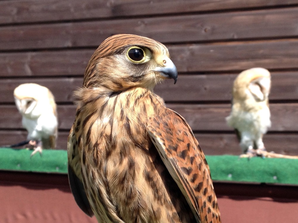 Groer Vogel in Nahaufnahme