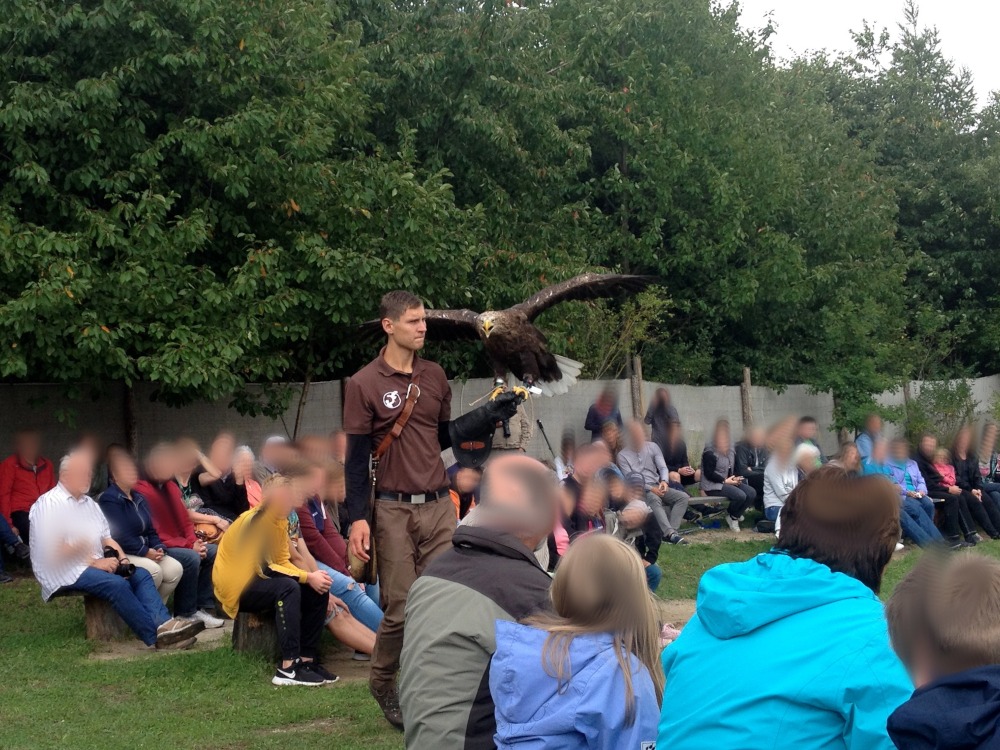 Ein Falkner geht mit dem Adler durch das Publikum