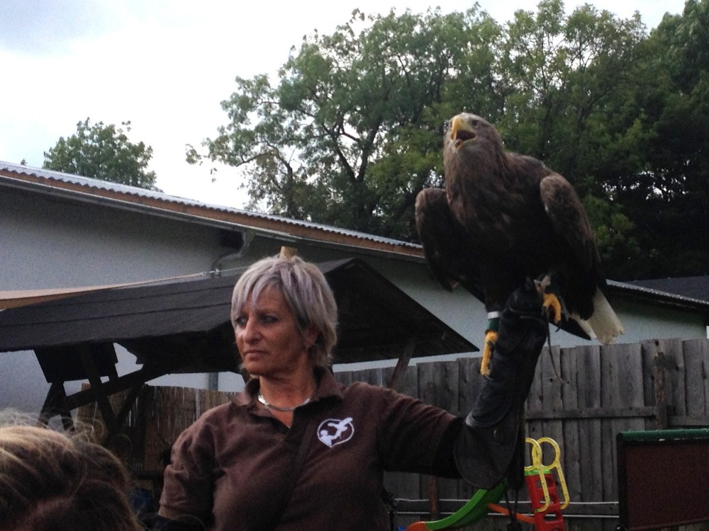 Adler auf dem Arm