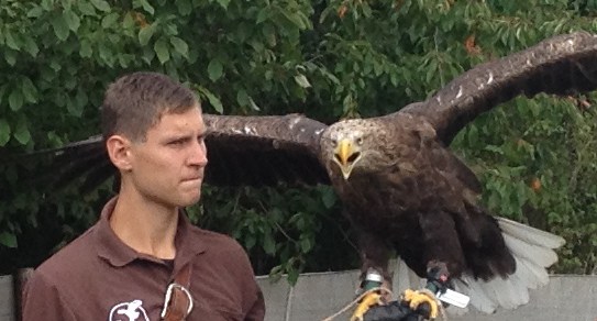 Der Falkner-Anwrter mit einem Adler