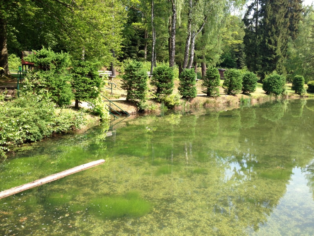 Unterer Teich mit frisch angelegten Bäumen
