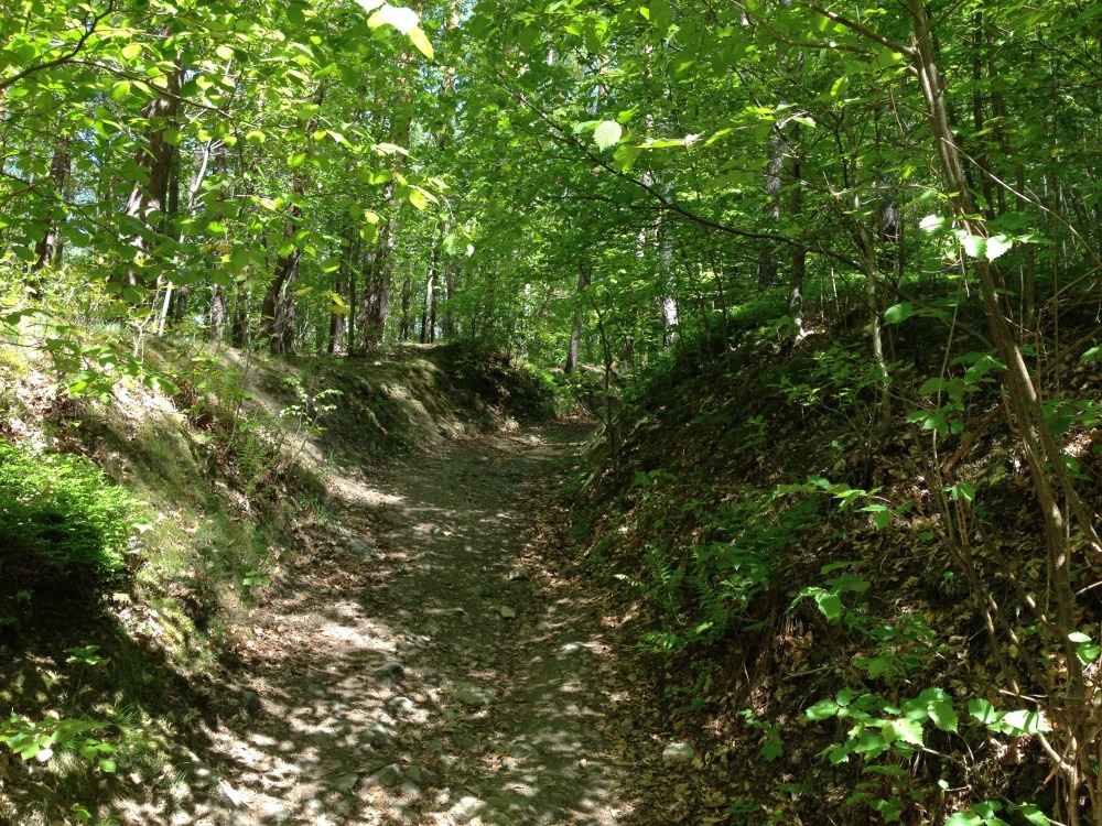 Abgesenkter Wanderweg im saftig grn blhenden Frhjahr