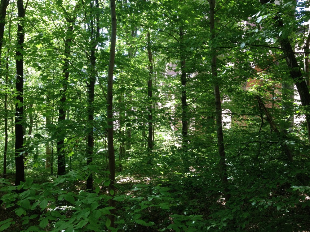Durch die Bäume sind Umrisse der Göltzschtalbrücke zu erkennen.