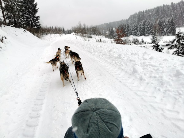 Hundegespann im Schnee