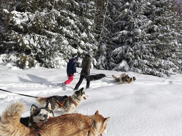 Wanderer im Winter im Schnee mit Husky-Hunden