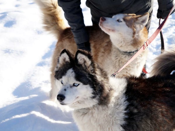 Zwei Husky-Hunde