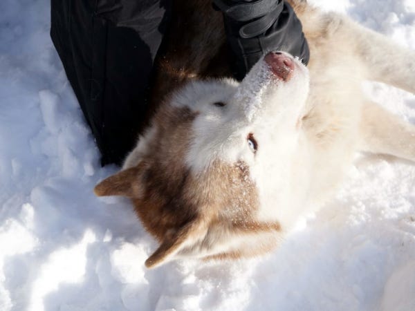 Hund von oben im Schnee