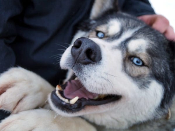 Kopf eines sich freuenden Huskys