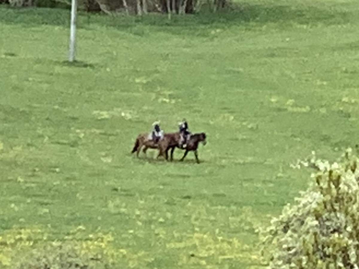 Reiter mit Pferden auf der Wiese