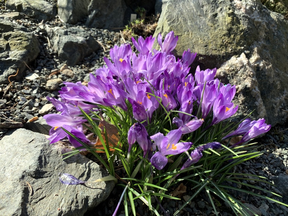 Lila Krokusse vor Gestein