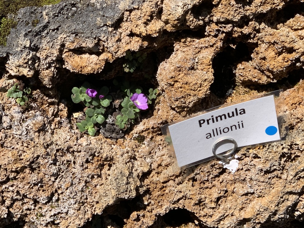 Lila Primal auf sandigem Fels mit laminiertem Namensschild