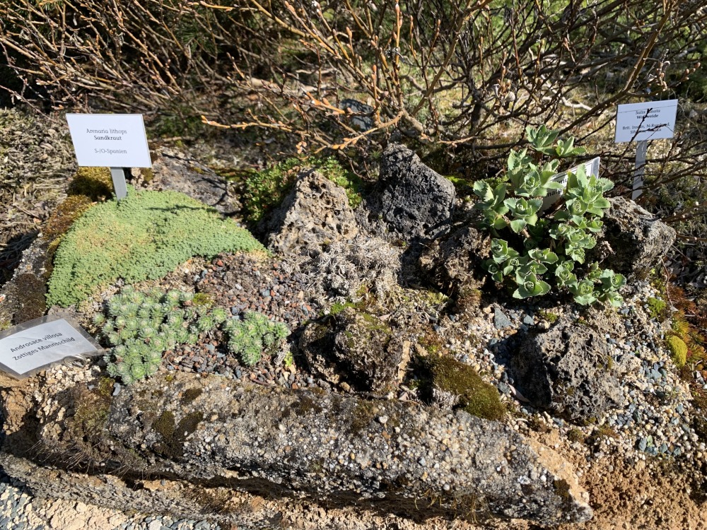 Verschiedene krautartige Pflanzensorten auf steinigem Untergrund.