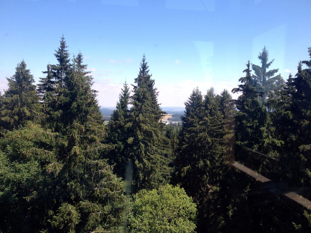 Blick hinter Glas von Aussichtsplatform. Hoch gewachsene Bume verdecken mit ihren Baumwipfeln die Sicht.