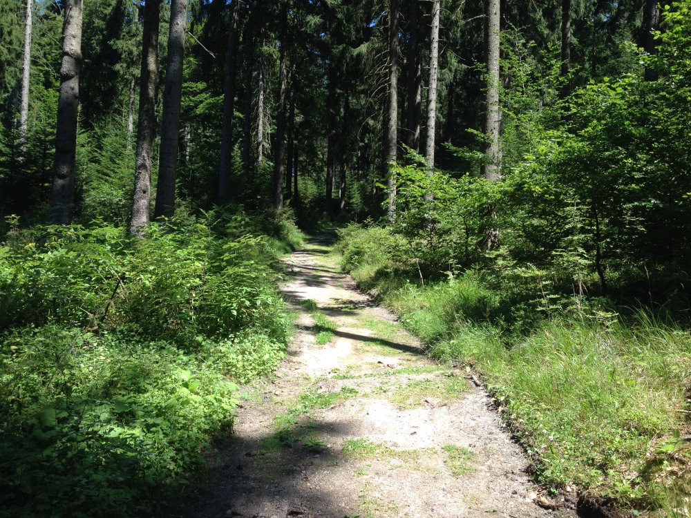 Wanderweg verschwindet im Wald