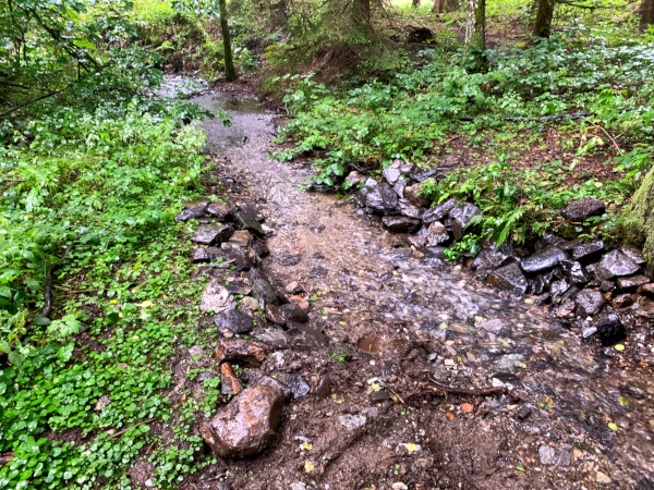 Bach mit Steinen im Wald im Regen