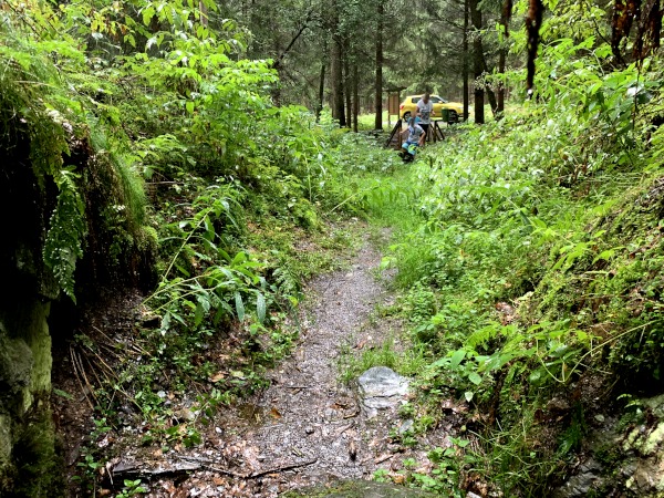 Hoch bewachsener Weg im Wald