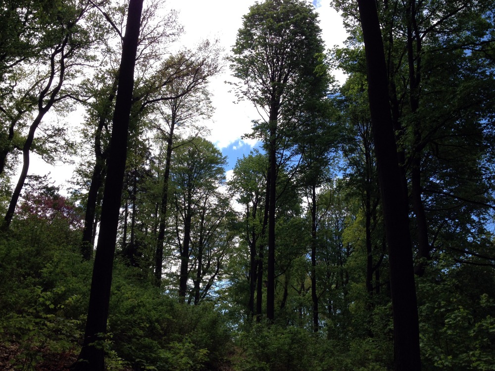 Blick nach oben in die Baumkronen. Zahlreiche Bume unterschiedlicher Hhe.