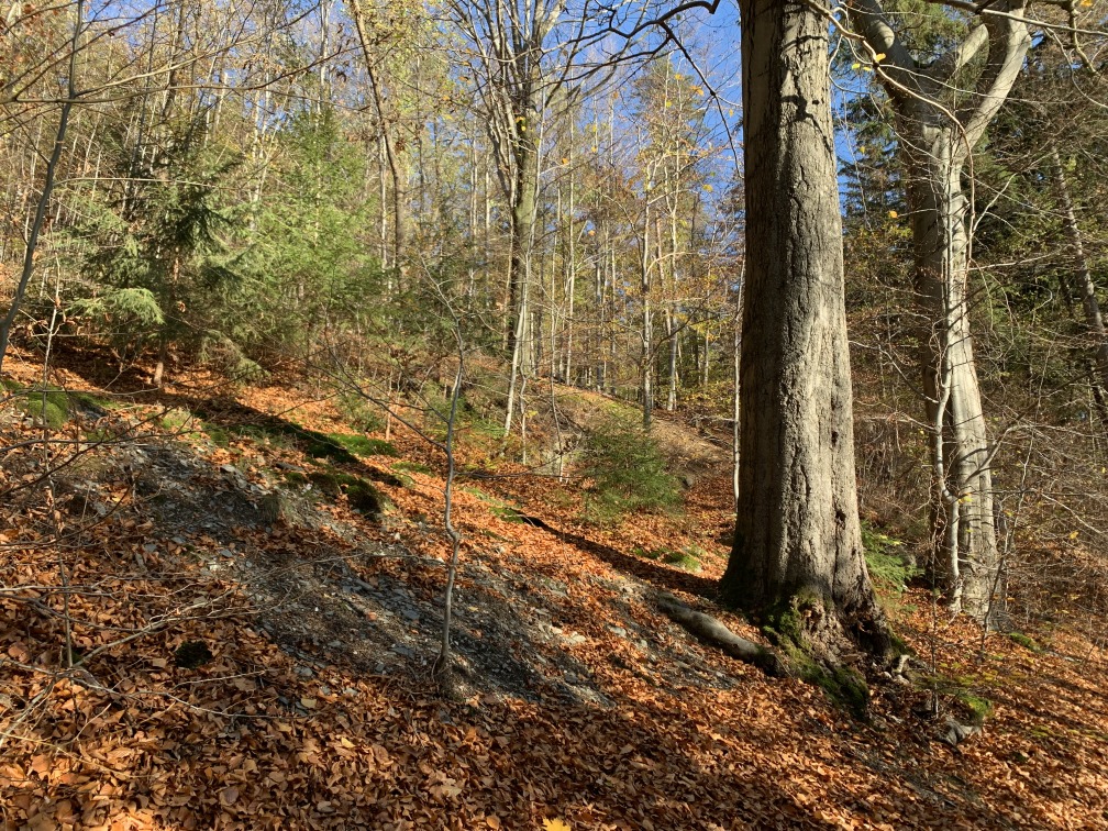 Baumbewachsener Hang im Herbst