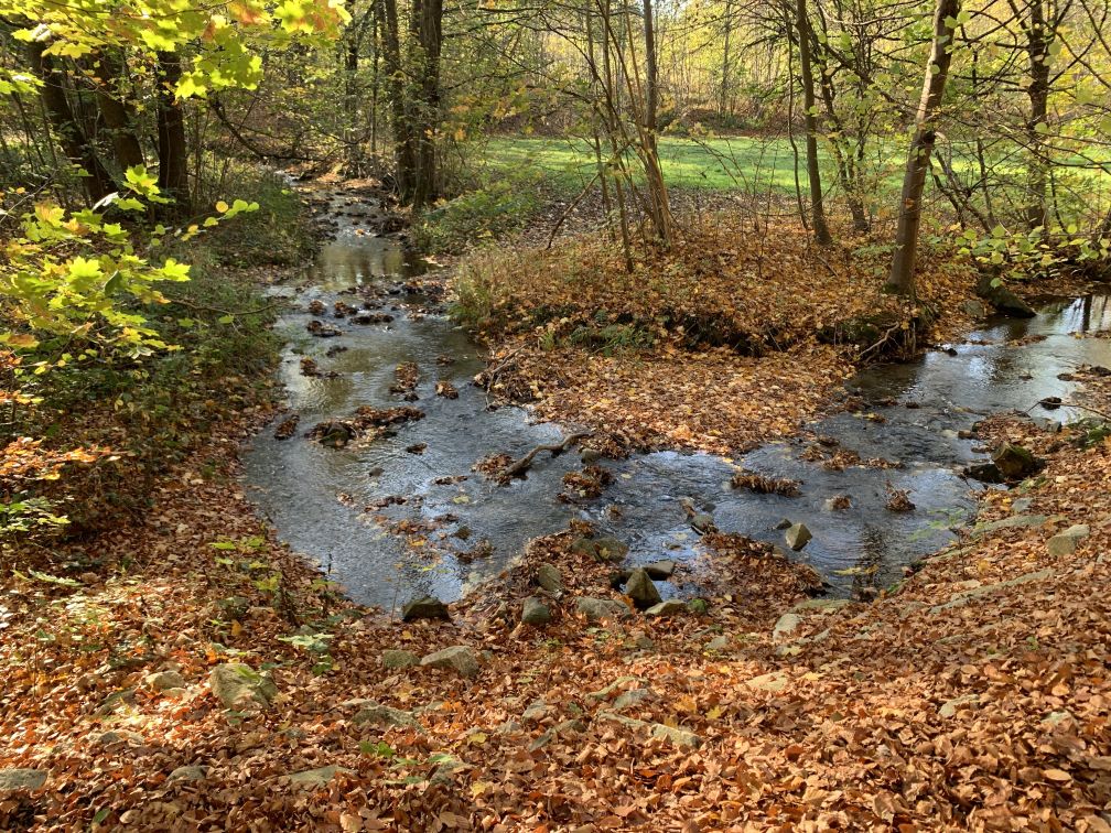 Gebogenes Bchlein mit Steinen zwischen Herbstlaub