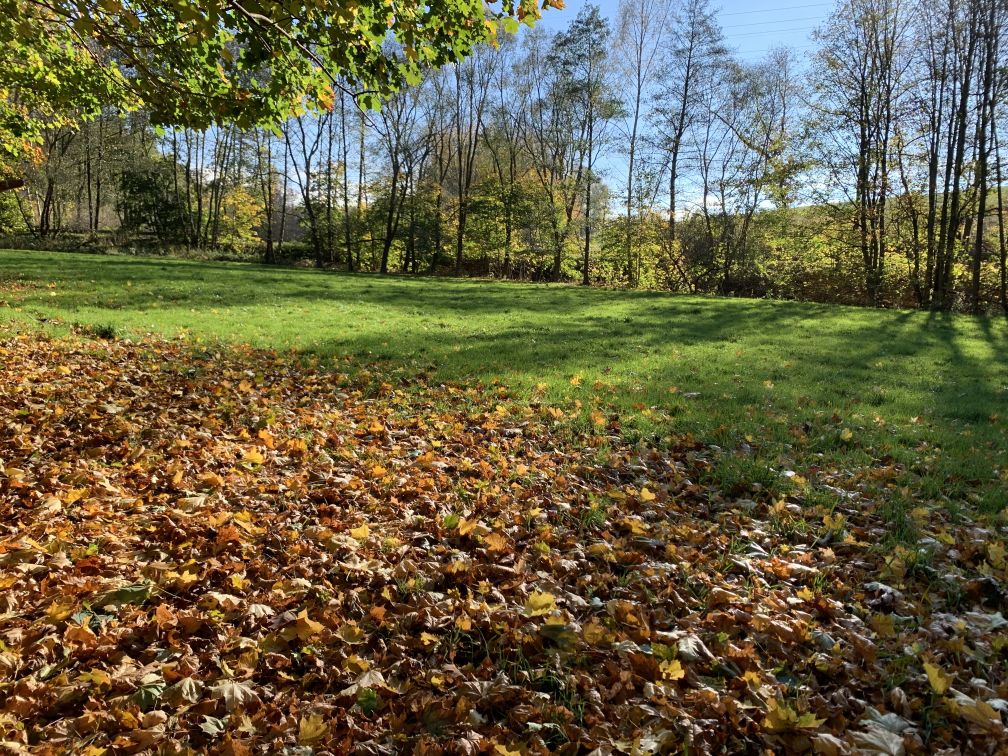 Groe Wiese zwischen Herbstlaub und Bumen