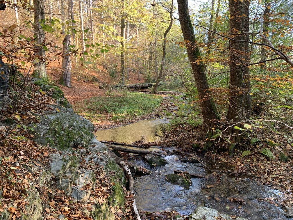 Steiniges Bchlein im Wald an Felsen