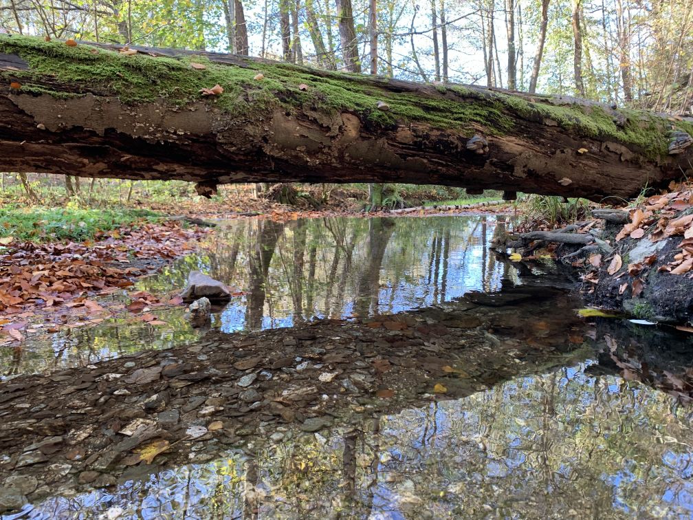 Groer Baumstamm liegt waagerecht in der Luft von Ufer zu Ufer ber dem Wasser